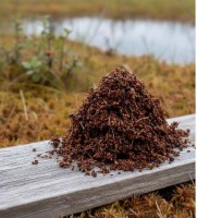 Sonnentaukraut langblättrig geschnitten